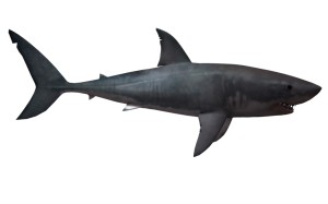 Shark PNG-18818